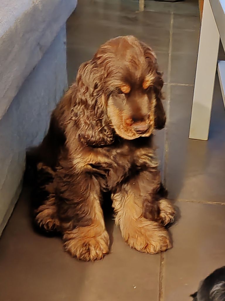 Allentown From The Golden Eyed' Hills